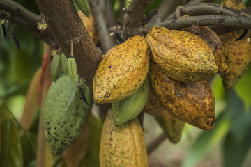 The cocoa tree with fruits. Yellow and green Cocoa pods grow on the tree