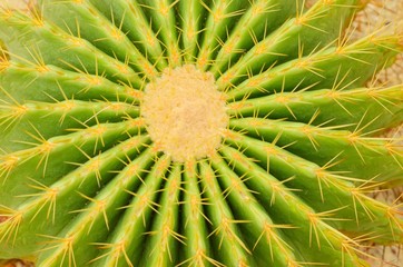 Naklejka na ściany i meble Top view of Green cactus can be used as background.