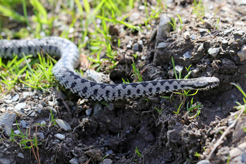 Fototapeta premium Kreuzotter