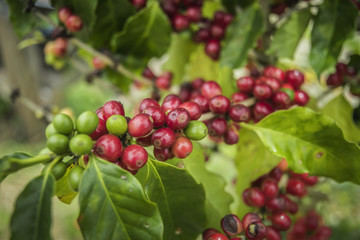 Coffee beans ripening on tree in North of thailand