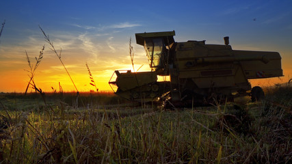 Fototapeta premium Harvesting combine barley in the field harvesting wheat at sunset, sunrise, cinematic view