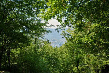 Blick durch das Grüne