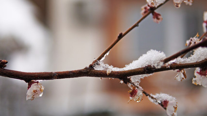 Flowering blossom apricot tree and spring snow coverage on branches, cinematic dof shot