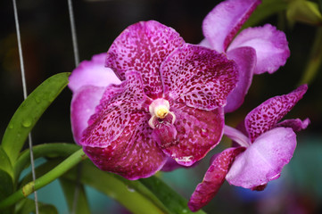 Colorful tropical & exotic orchids flower in plants nursery. 