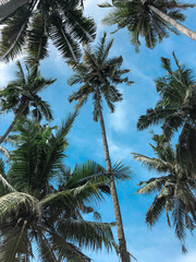 Fototapeta na wymiar Palm trees from bottom view
