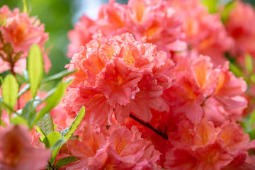 レンゲツツジの花