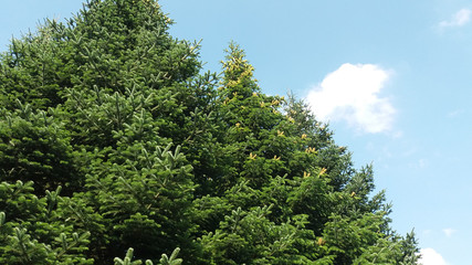 Fototapeta premium Tannen im Harz in Bad Grund