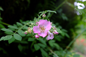 Obraz premium Rosa davidii