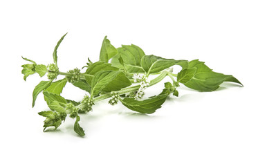 Corn mint flowers and leaves on a white background