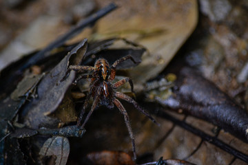 insect spider in the forest