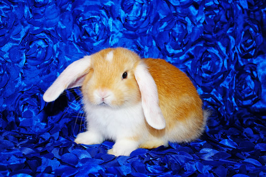 Cute bunny rabbit kit on colorful studio background