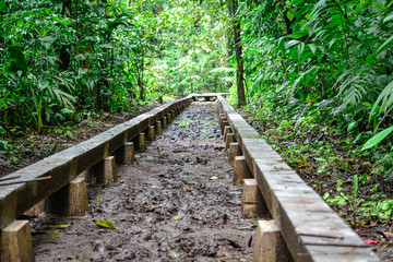 construction of the road in the jungle