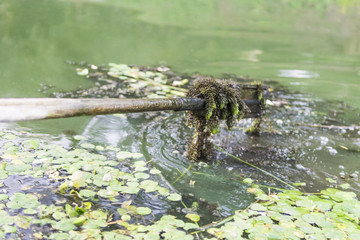 Old boat oar rowed in green water, full of mud, close-up