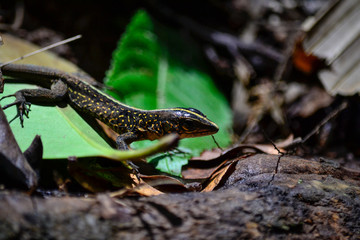 reptile walking in the vegetation of the jungle