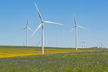 Wind turbines and flowers near Vredenburg