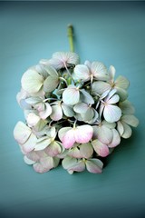 Grußkarte - Hortensien Blumenstrauß - Nostalgisch