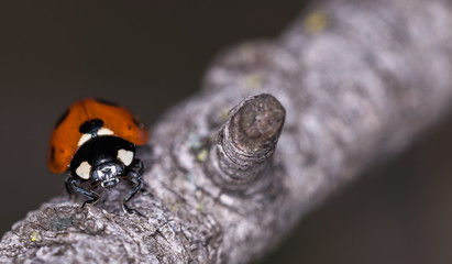 COCCINELLE