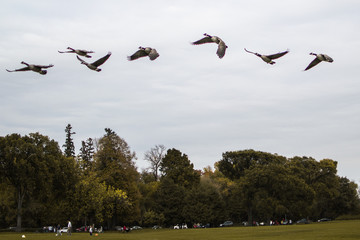 Geese Flying South for the Winter