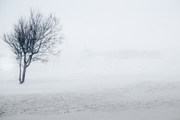 Fototapeta na wymiar Lone tree in a snowstorm