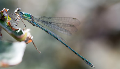 LIBELLULE DU SUD DE LA FRANCE