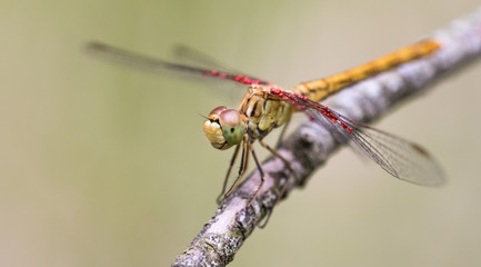 LIBELLULE DU SUD DE LA FRANCE
