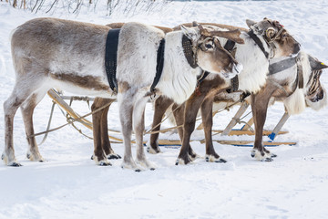 Beautiful reindeer in a harness at a winter camp in Siberia.