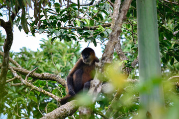 Wild monkey in its habitat