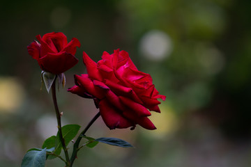 Rote Rosen