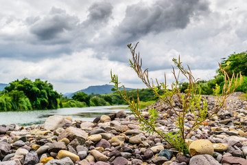 View along a river bank in Portland, Jamaica