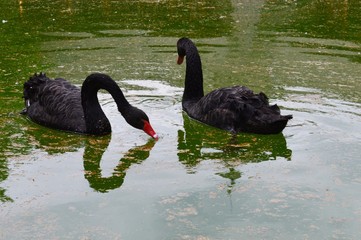 Fototapeta premium black swans in the lake 