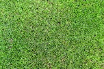 Fototapeta premium grass texture
