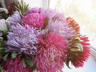 Bouquet of colored asters. Autumn flowers. Blurred background.