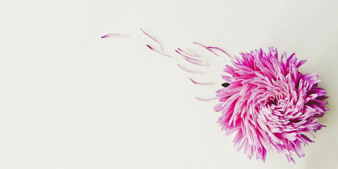 Obraz premium Colorful aster flowers forming a frame on a background, minimal concept, top view, copy space for your text pattern