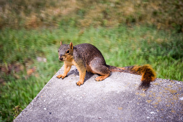 Obraz premium Squirrel / Ardilla