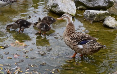 duck and duckling on the lake
