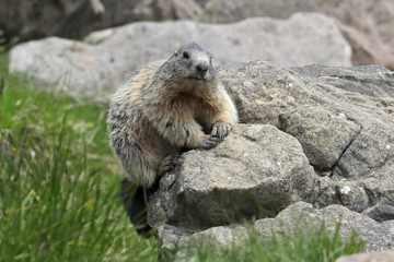 Murmeltier