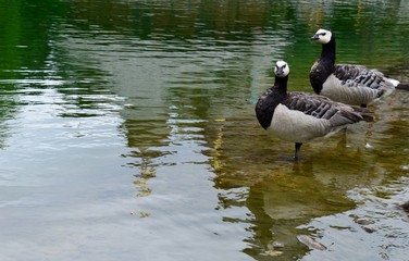 ducks on the lake
