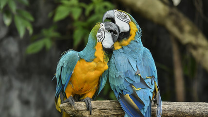 Birds are confined in the zoo. Birds lacking freedom to live in the wild.