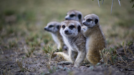 A group of wild Meercat, Makgadikgadi Pan, Botswana, Africa