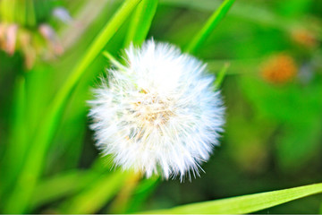 dandelion Purple violet violaceous  light wallpaper