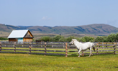 Obraz premium A white horse runs along the field along a village house