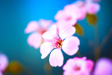 Naklejka na ściany i meble Daisy flower against blue sky,Shallow Dof. spring flowers