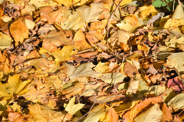 Background image fallen autumn yellow dry leaves. Sunny day. Autumn