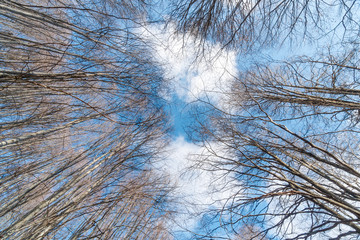 Looking up through trees branches without leaves to a blue, cloudy sky above