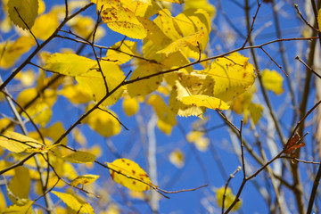 Yellow autumn leaves against blue sky background.