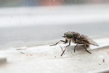 close up the fly on the window, on the glass, the concept of sanitation, dangerous insects, insect repellent, copy space