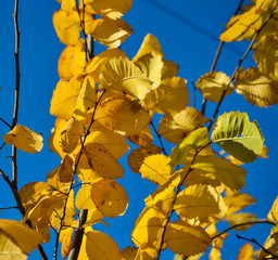 Yellow autumn leaves against blue sky background.