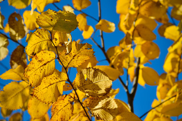 Yellow autumn leaves against blue sky background.