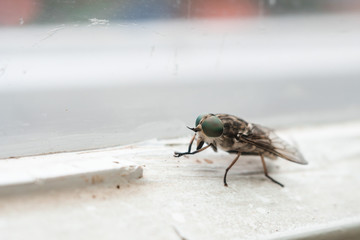 close up the fly on the window, on the glass, the concept of sanitation, dangerous insects, insect repellent, copy space