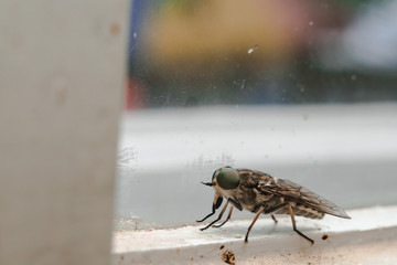 close up the fly on the window, on the glass, the concept of sanitation, dangerous insects, insect repellent, copy space